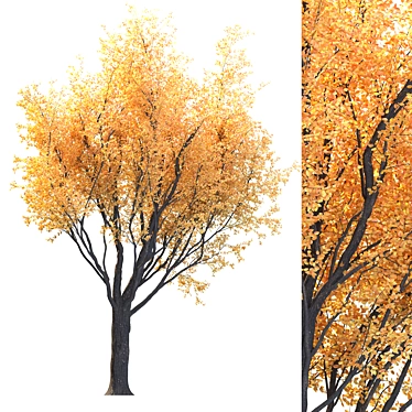 Lush Foliage Tree for Landscapes 3D model image 1 