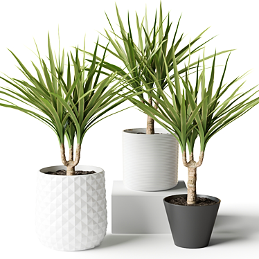 Decorative Set: 3 Small Dracaena Plants 3D model image 1 