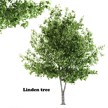 Giant Linden Tree Sculpture 3D model image 1 