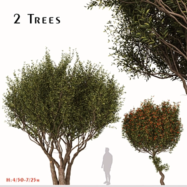 Evergreen Arbutus unedo Tree Set 3D model image 1 