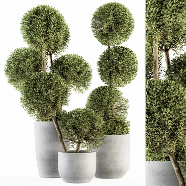 Elegant Topiary Ball Plant Set 3D model image 1 