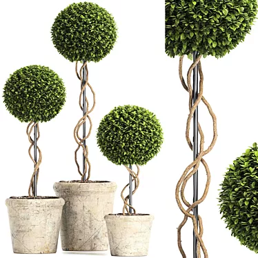 Royal Renaissance: Preserved Boxwood Topiary 3D model image 1 