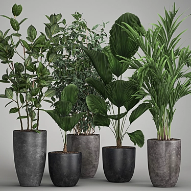 Exotic Plant Collection: Palms, Ficus & Licuala in Black Pots 3D model image 1 