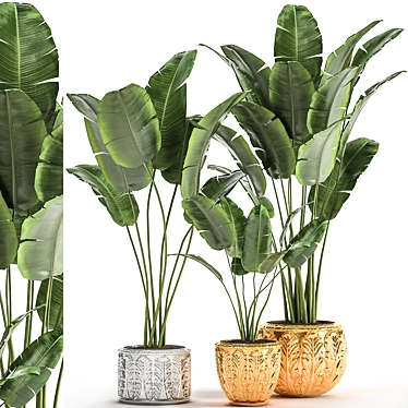 Exotic Plant Collection: Banana Palm, Ravenala & Strelitzia 3D model image 1 