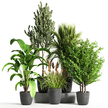 Botanical Bliss: Indoor Plant Set 37 3D model image 1 