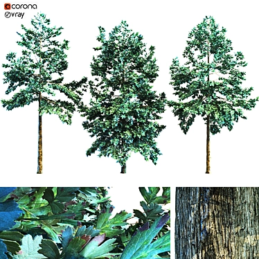 Premium Oak Tree Collection: 6 Leaf Textures 3D model image 1 