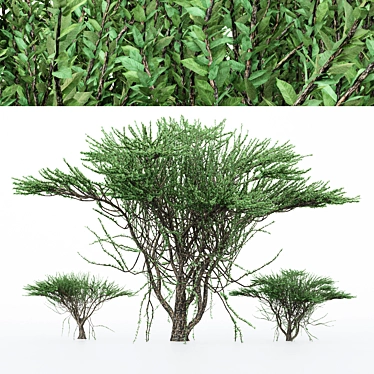 Duo Umbrella Thorn Trees 3D model image 1 