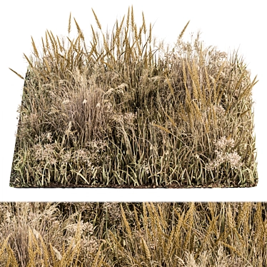 Natural Wild Grass Dried & Wheat 3D model image 1 