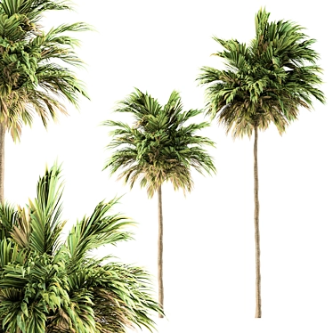 Green Palm Tree Set - Two Sizes 3D model image 1 