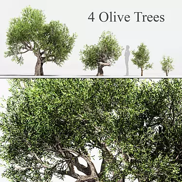 Green Oasis: Olive Tree Collection 3D model image 1 