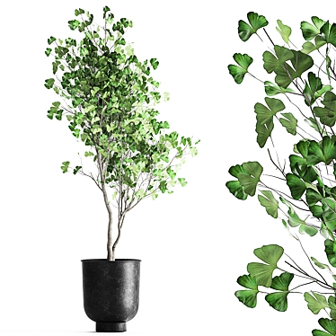 Ginkgo Biloba Tree: Exotic Plant Collection 3D model image 1 