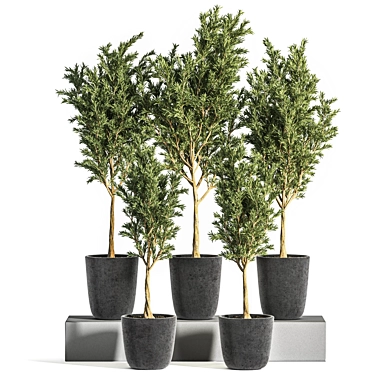 Olive Indoor Plant Set 3D model image 1 