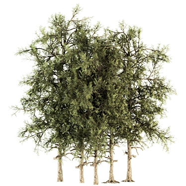 Title: Evergreen Bliss - Complete Pine Set 3D model image 1 