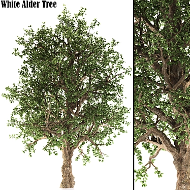 White Alder Tree: Western Native 3D model image 1 