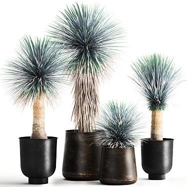 Exotic Metal Plant Collection: Yucca Rostrata, Reclaimed Artizan Iron Coppa Pot 3D model image 1 