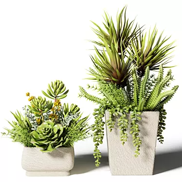 square succulent bouquets in pots 3D model image 1 