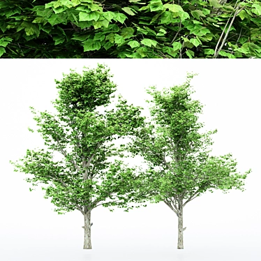 Dual Tree Maple Heights: 10m & 10.7m 3D model image 1 