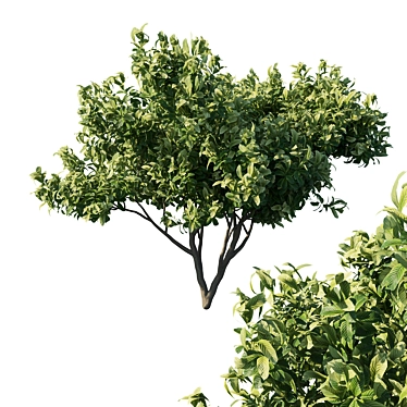 Exquisite Eriobotrya japonica Loquat 3D model image 1 