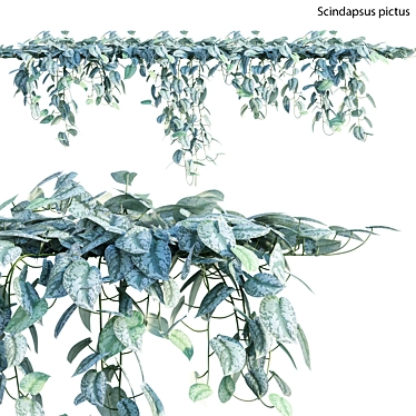 Title: Scindapsus Satin Pothos - Indoor Plant 3D model image 1 
