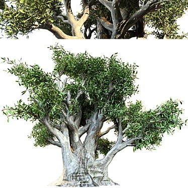 Ancient Olive Tree Model 3D model image 1 