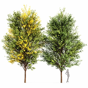Canadian Poplar Trees - Realistic 3D Models 3D model image 1 