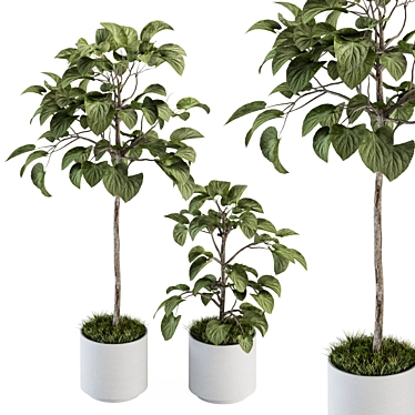 Ficus Plant Set: Indoor Greenery 3D model image 1 