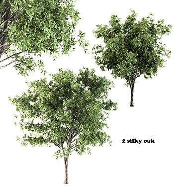 Silky Oak - Corona: 2 Trees with Beautiful Texture 3D model image 1 
