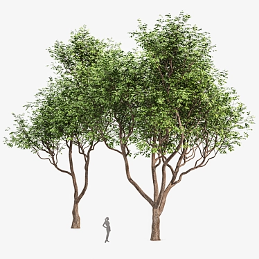 Exquisite Sweet Chestnut Tree | 3D Model 3D model image 1 