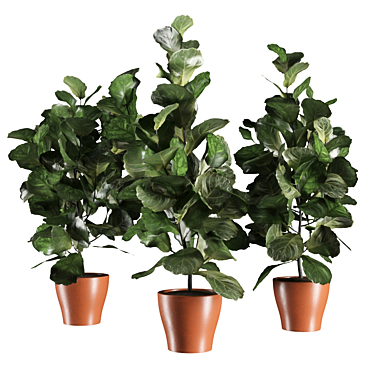 Lush Ficus Vase Plant 3D model image 1 