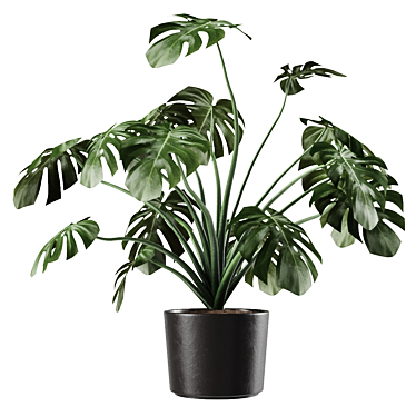 Tropical Monstera Vase Plant 3D model image 1 