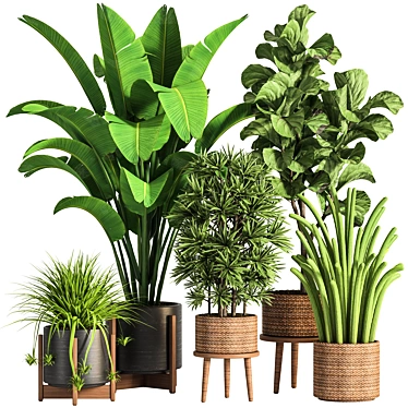Ultimate Indoor Plant Collection 3D model image 1 