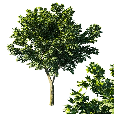Acer Rubrum Green - 2013 3D Model 3D model image 1 