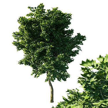 Acer Rubrum Green 02 - Stunning 3D Model 3D model image 1 