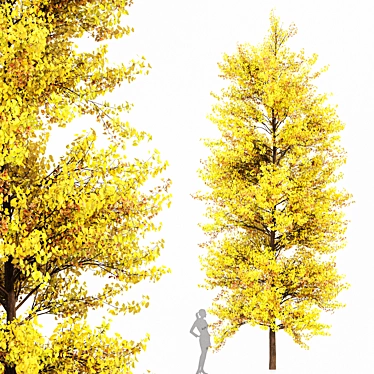 Ginkgo Biloba Tree: Perfect Fall Foliage 3D model image 1 