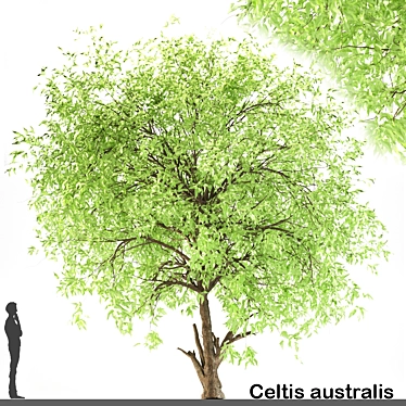Exotic European Nettle Tree 3D model image 1 