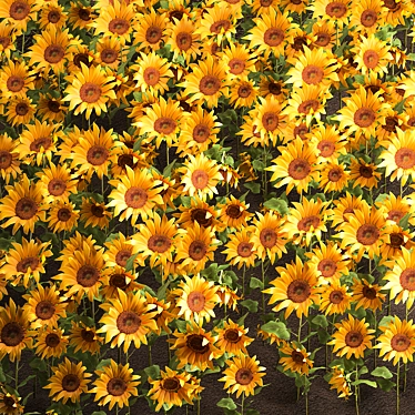 Sunflower Field Collection 3D model image 1 