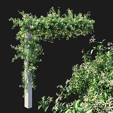 Trachelospermum Starry Jasmine - Toscane Delight 3D model image 1 