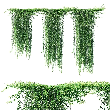 Vernonia Elliptica Curtain Creeper: Realistic 3D Model 3D model image 1 