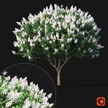 Lagerstroemia Tree: White Flowers 3D model image 1 