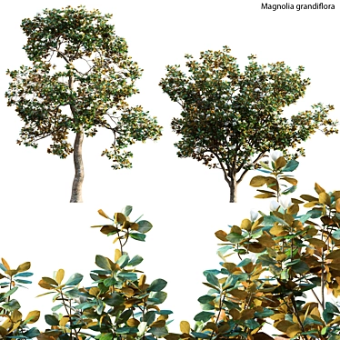 Classic Southern Magnolia 3D Model 3D model image 1 