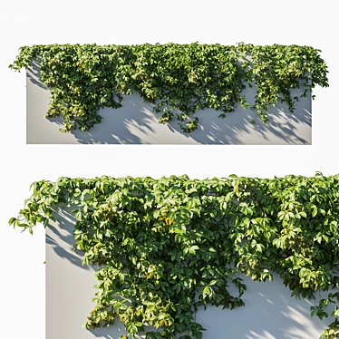 Virginia Creeper 02 - Realistic 3D Model 3D model image 1 