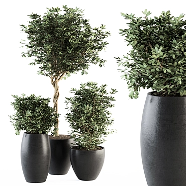 273 Indoor Plant Set - Pot Included 3D model image 1 