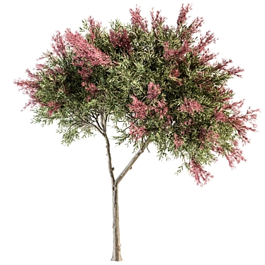 Crape Myrtle Tree Set: 50 Blooming Beauties! 3D model image 1 