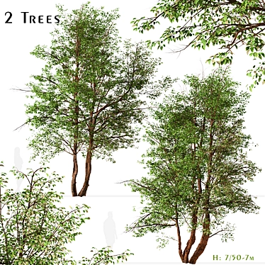 Water Birch Trees - Set of 2 3D model image 1 
