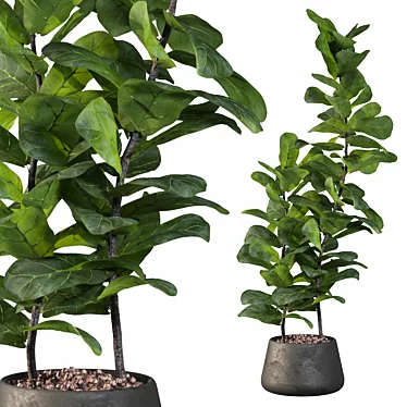 Ficus Lyrata: Modern Plant Collection 3D model image 1 