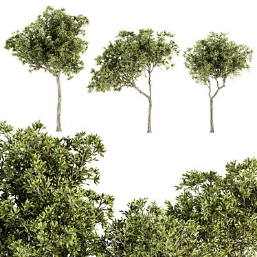 Petite Fringe Tree Set 49 3D model image 1 