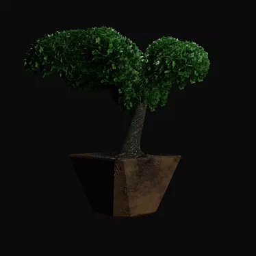 Bonsai