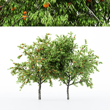 Multi-Peach Tree Collection | 4 Varieties 3D model image 1 