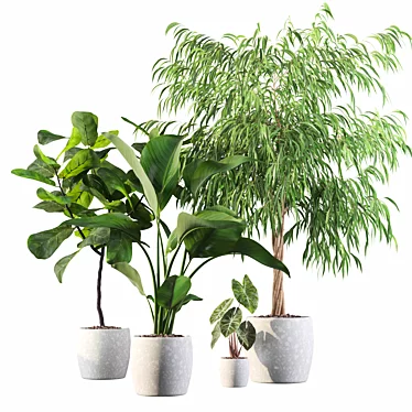 Exotic Indoor Plant Collection 3D model image 1 