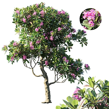 Plumeria Rubra: Exquisite Floral 3D Model 3D model image 1 